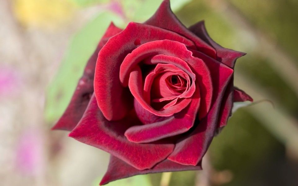 el color de la pasion-1280x800